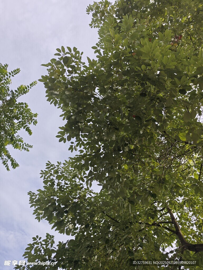 仰视葱郁树冠