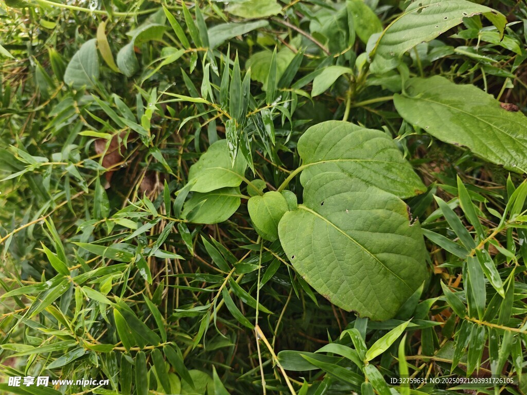 绿叶繁茂的野生植物景观