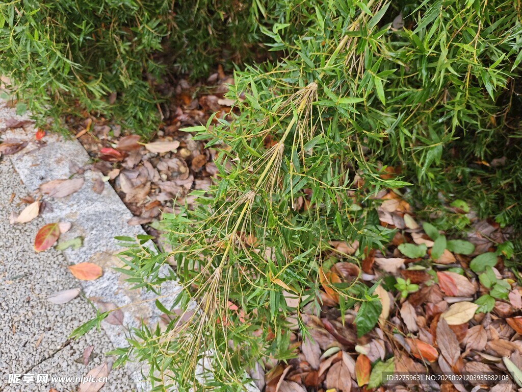 路边绿植与散落枯叶