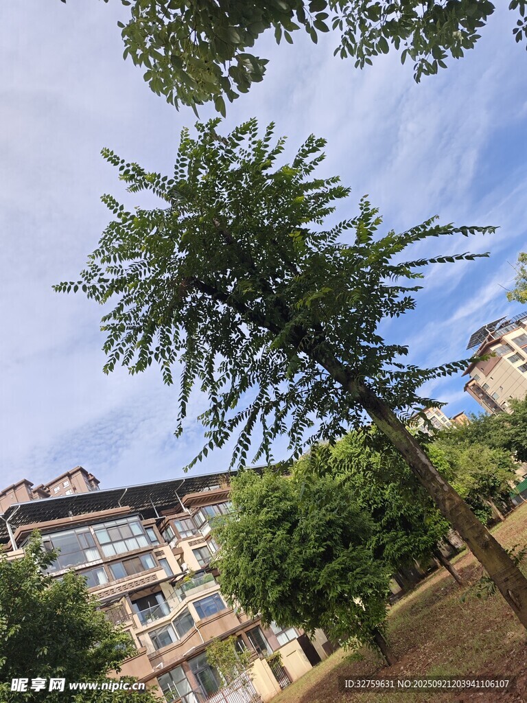 庭院中的挺拔绿树