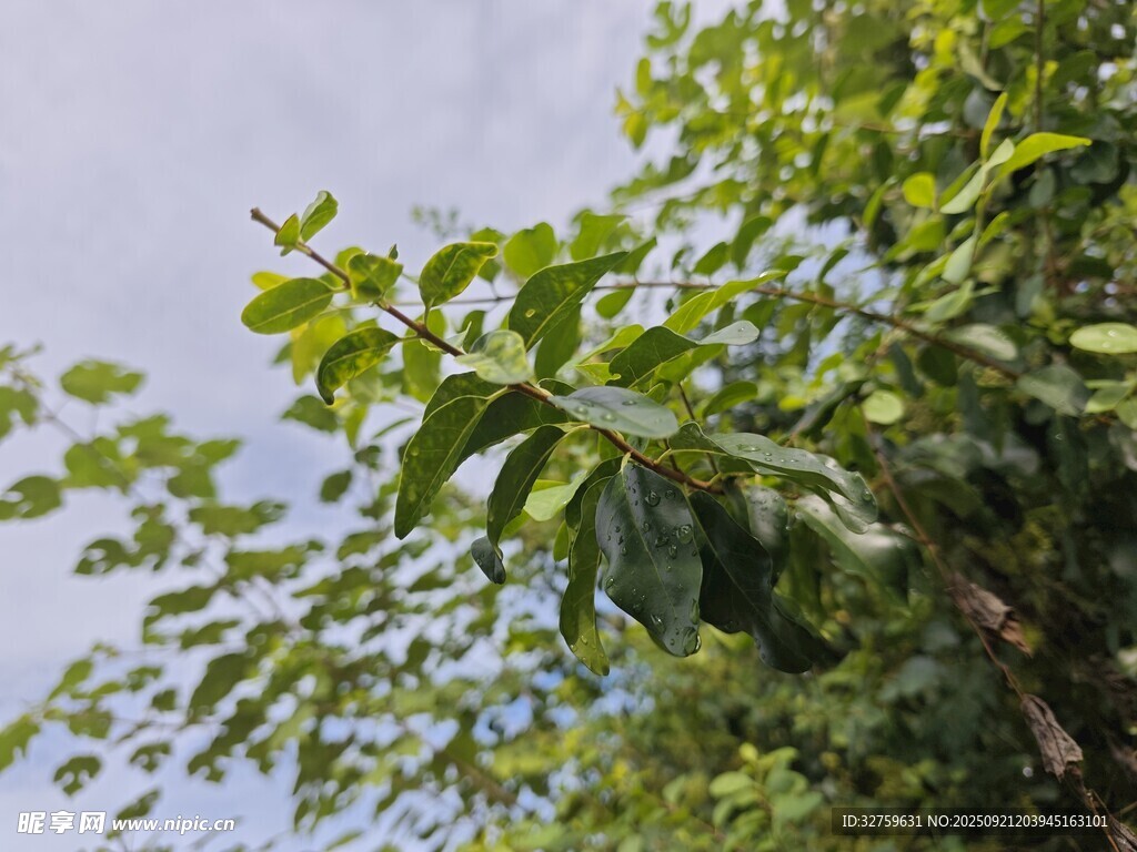 绿叶繁茂的生机景象