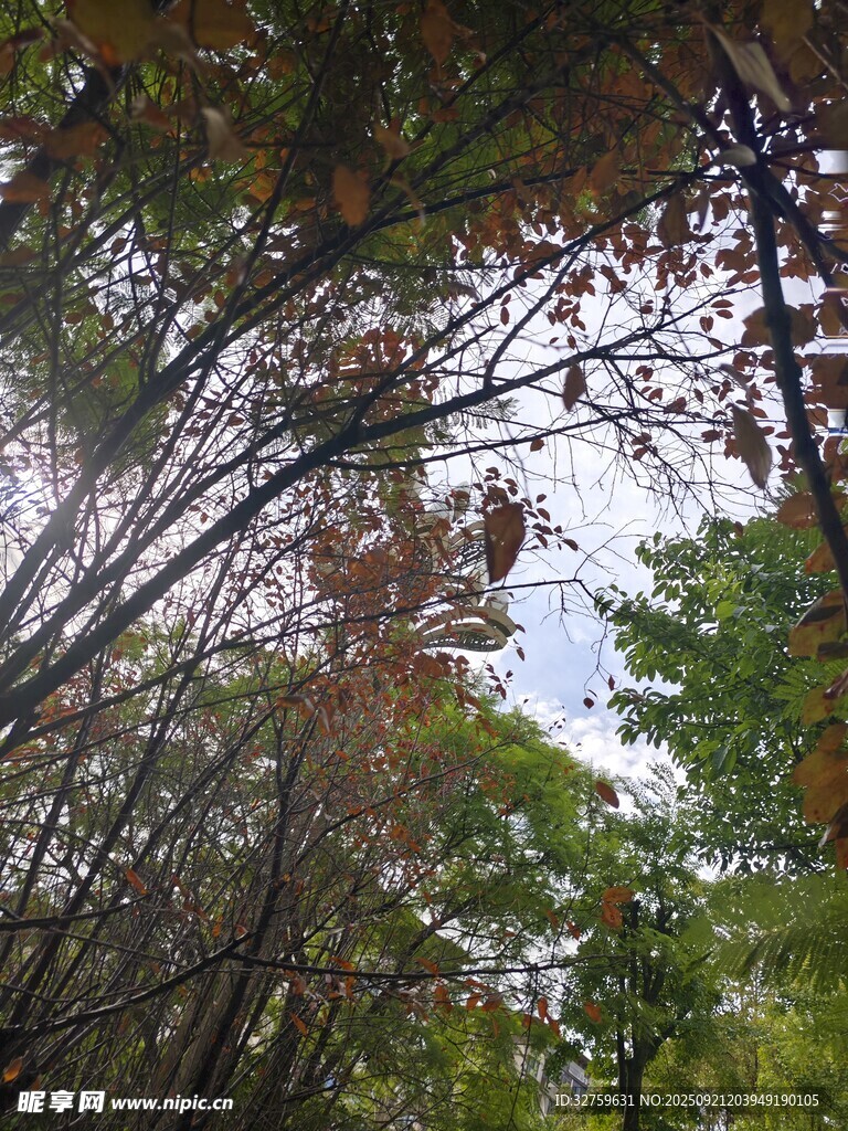 秋日树林树梢风景