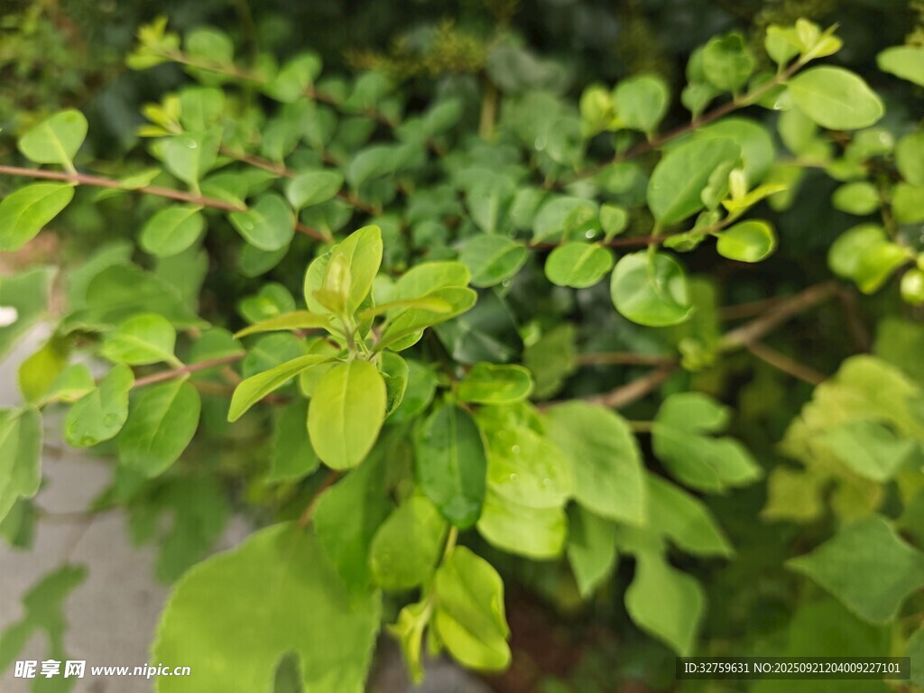 翠绿清新植物枝叶特写