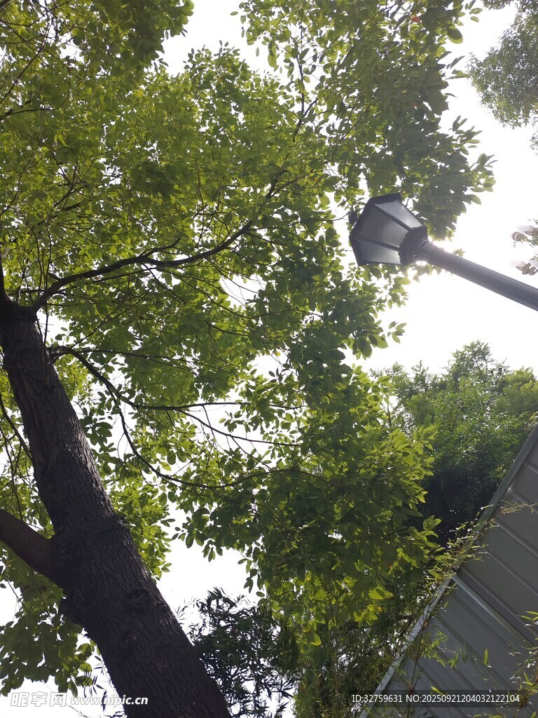 高空作业修剪绿树