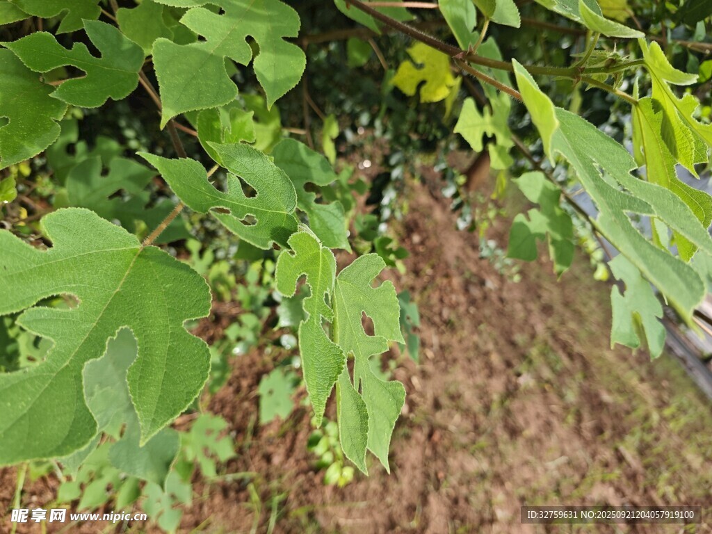 绿叶繁茂的植物景象