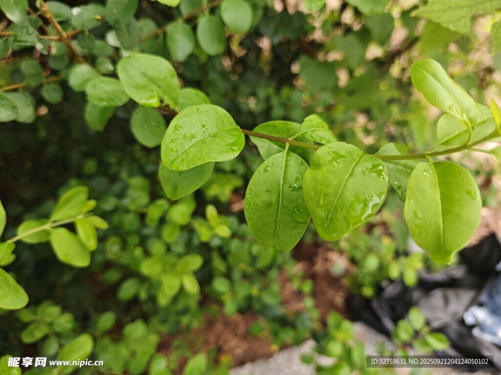 嫩绿叶片