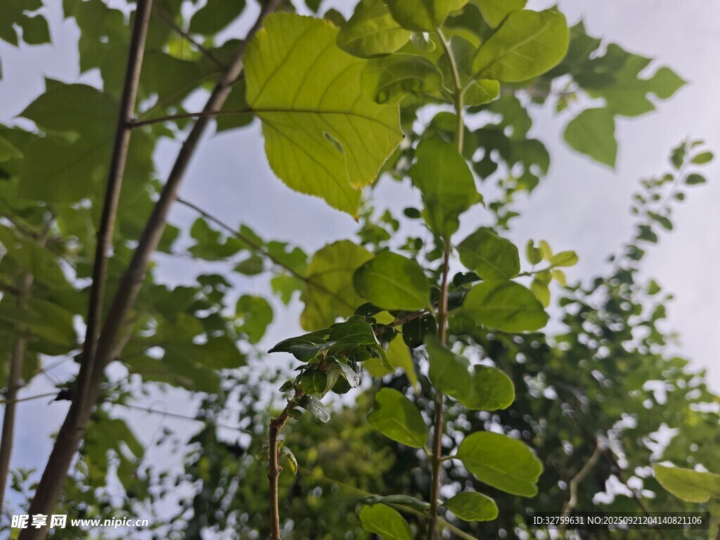 绿叶繁茂的树木景象