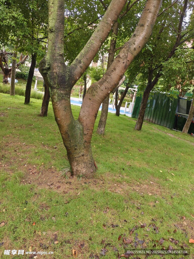 公园中形态独特的树木