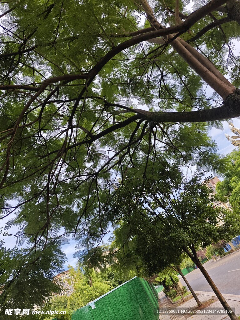 绿荫下的街道风景