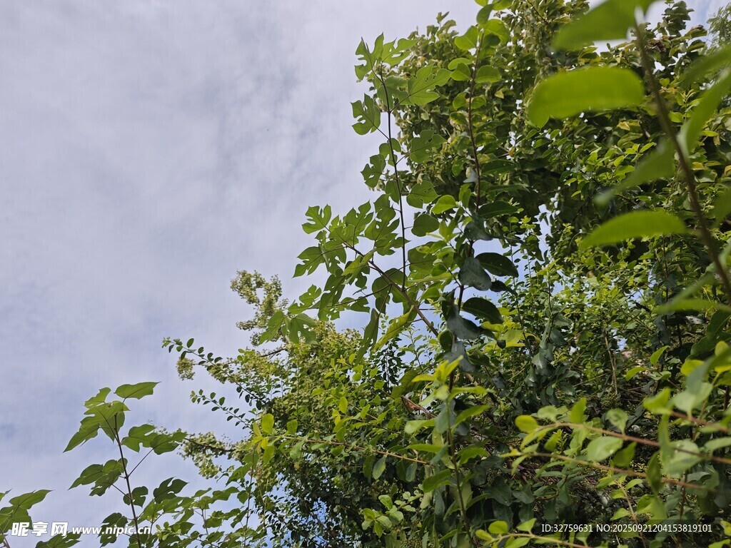 绿叶间的神秘黑色物体