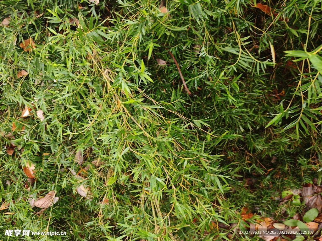 翠绿丛生植物特写