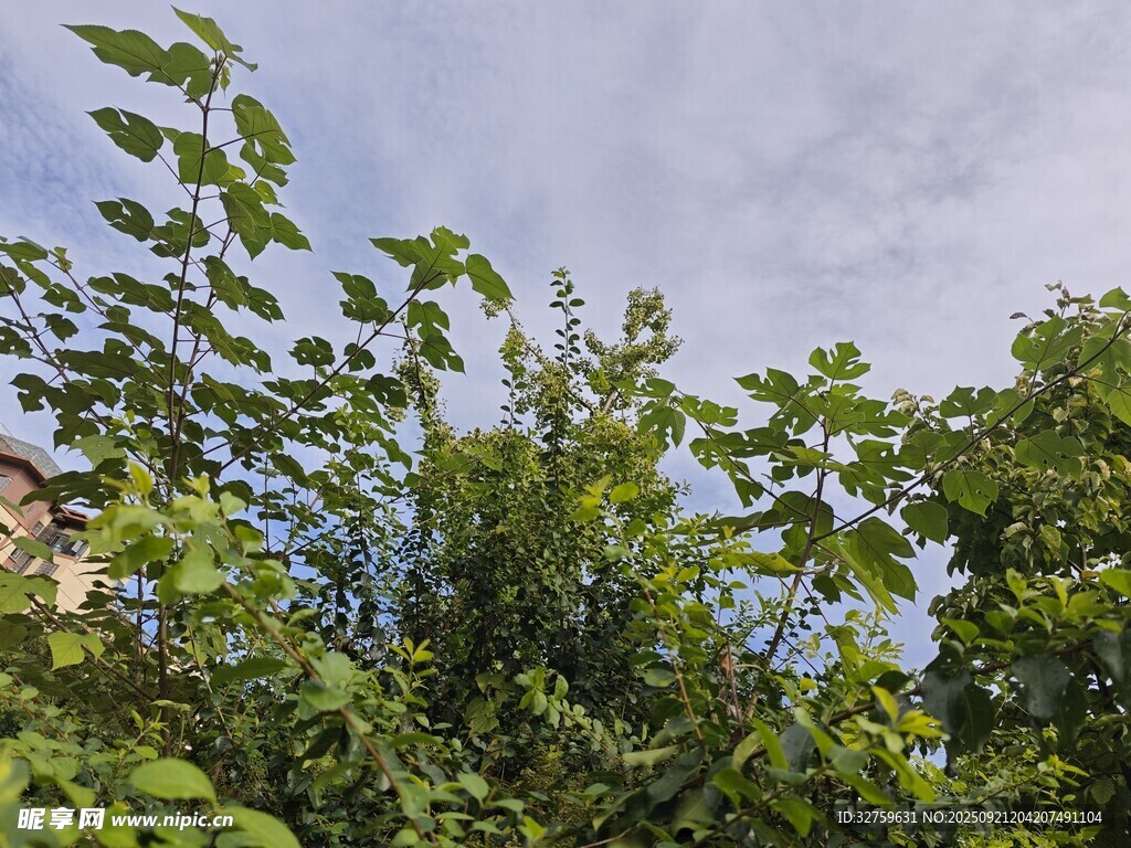 繁茂绿树映衬蓝天