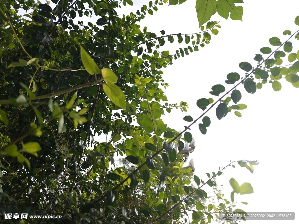 绿叶繁茂的树木景象