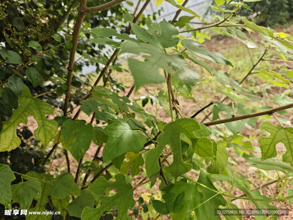 绿叶繁茂的植物景象