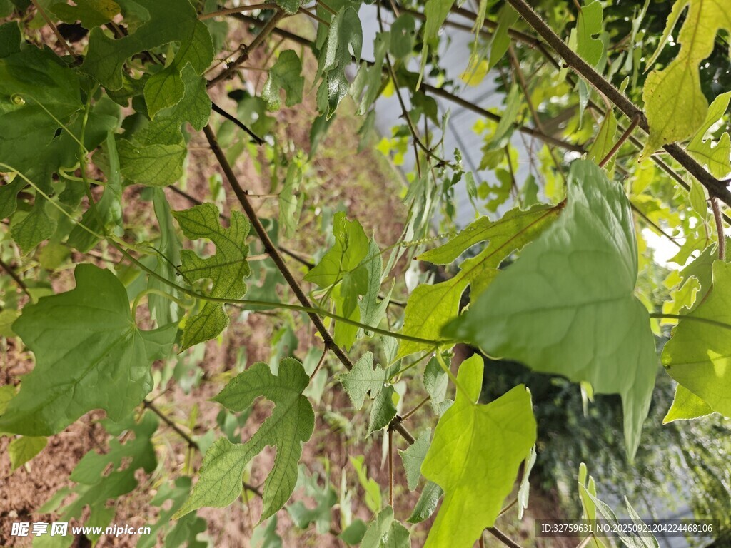 绿叶繁茂的树枝景象