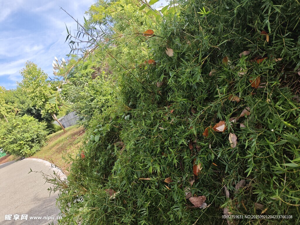 路边繁茂绿植与成熟果实