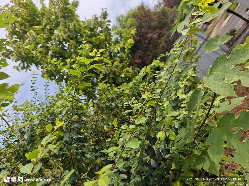 繁茂绿植景观