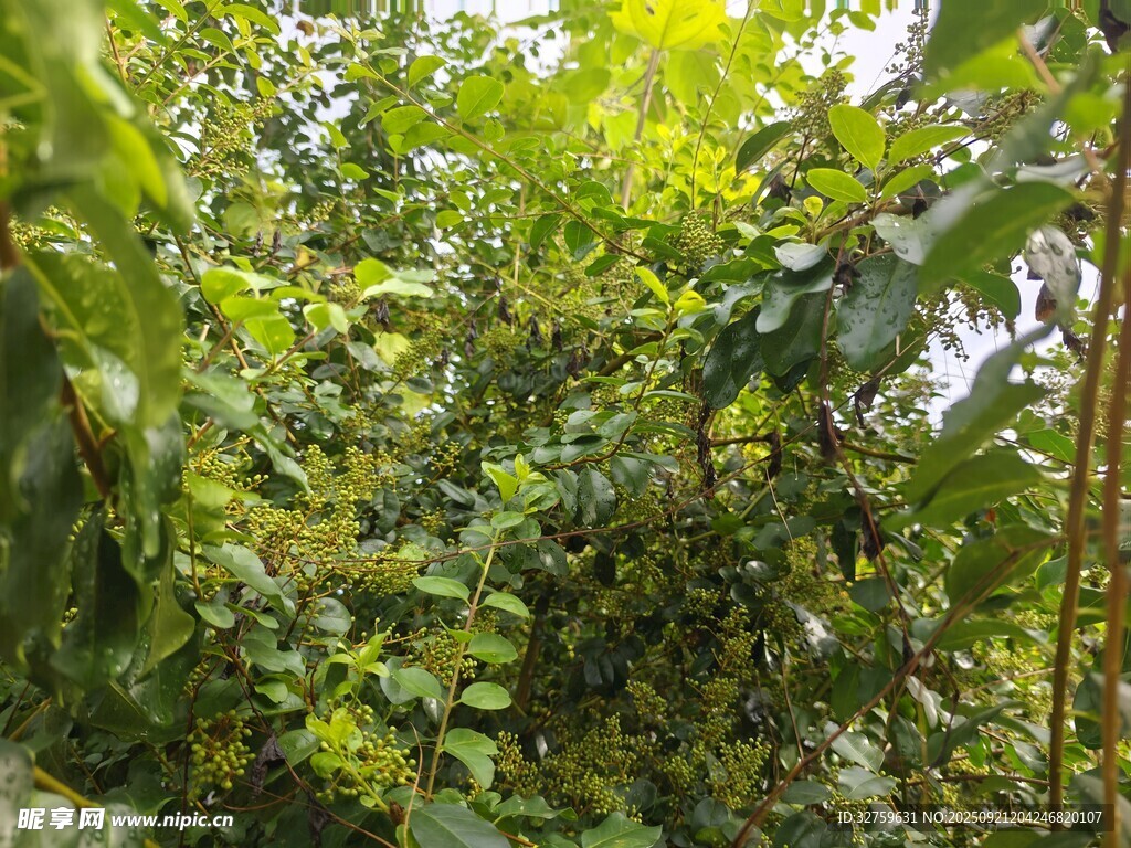 茂密绿色植物景观