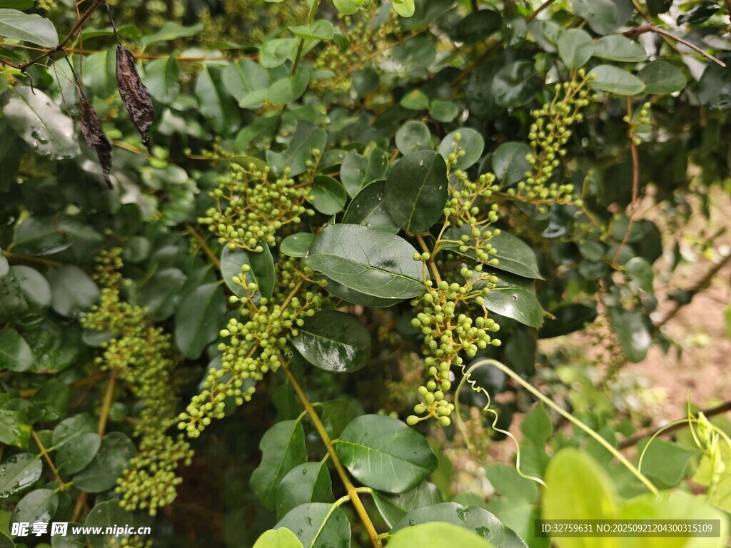 绿叶间的串串黄色小花