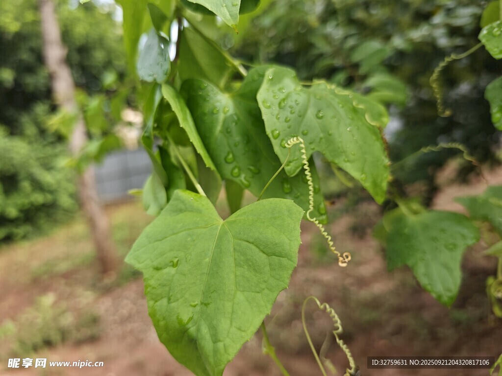 翠绿心形叶片的藤蔓植物