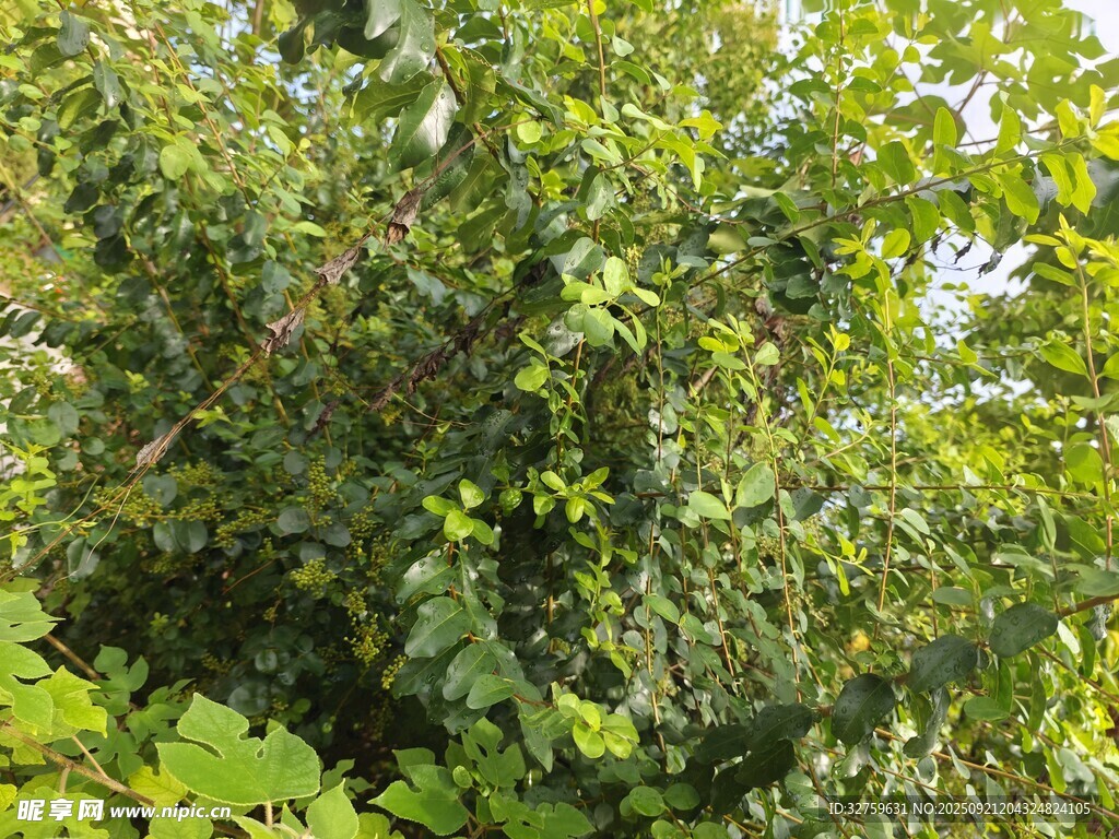 繁茂绿植景观
