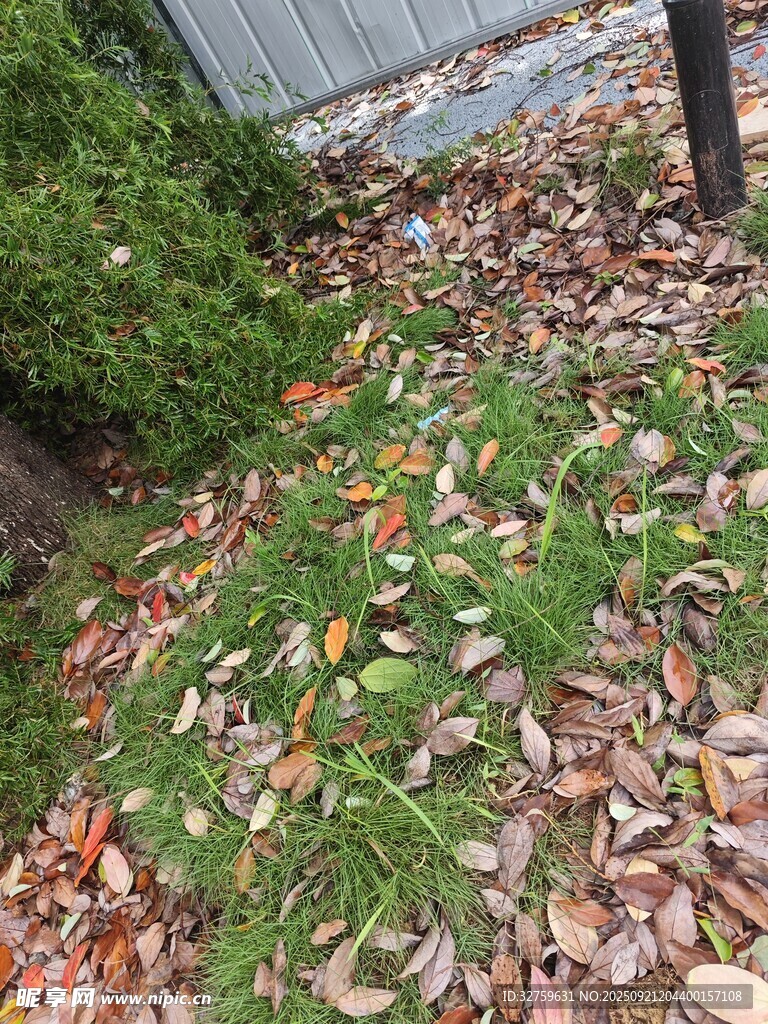 草地落叶景象