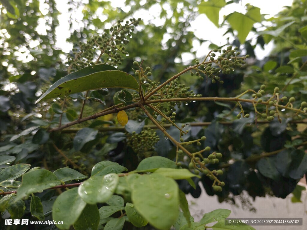 绿叶间的繁茂果实