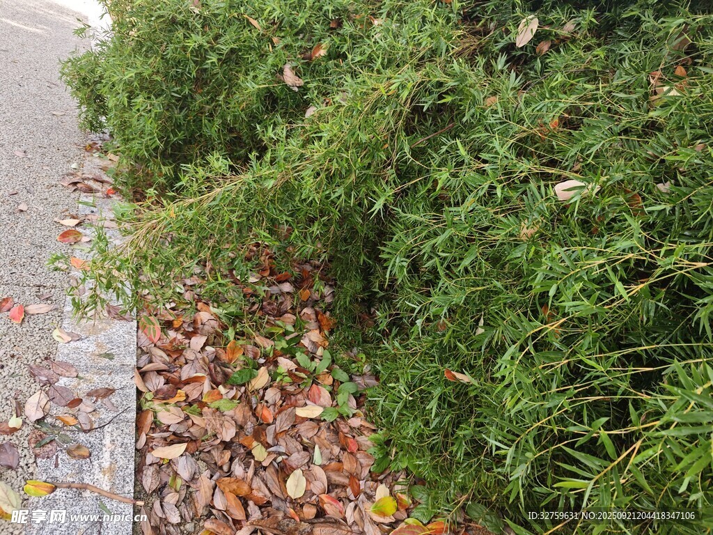 路边翠绿灌木与散落枯叶