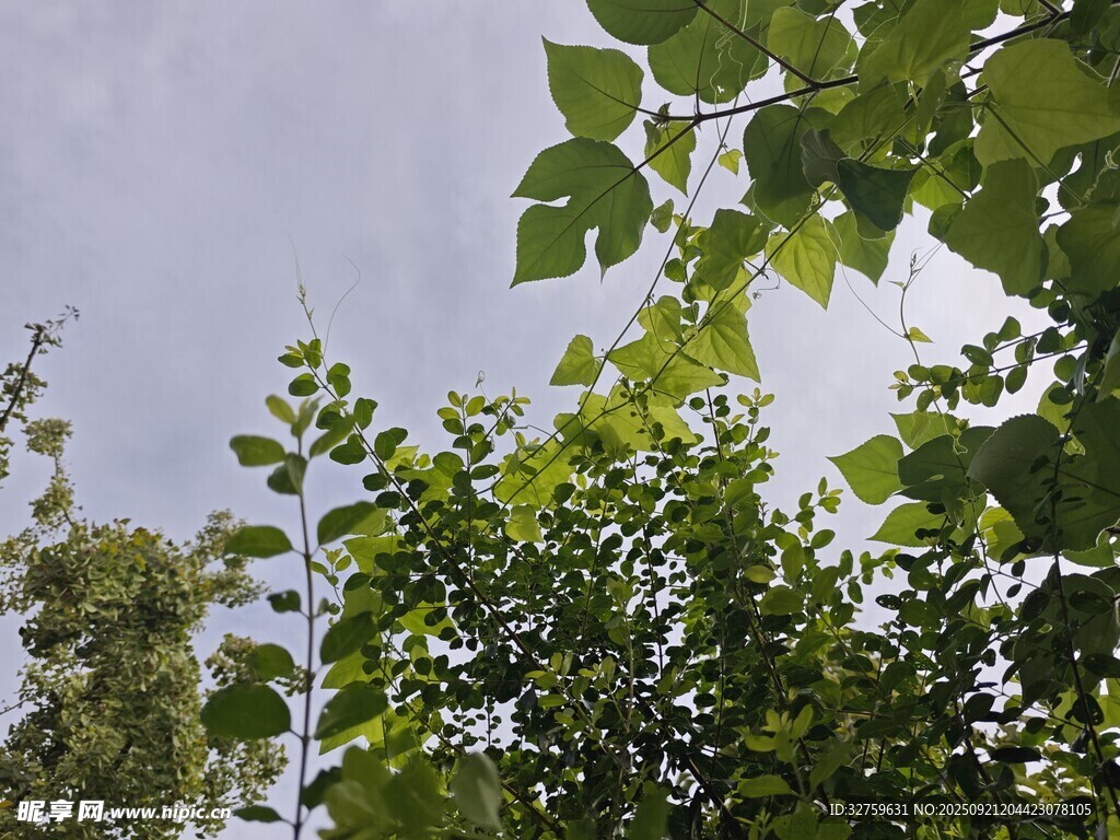 仰视绿树蓝天美景