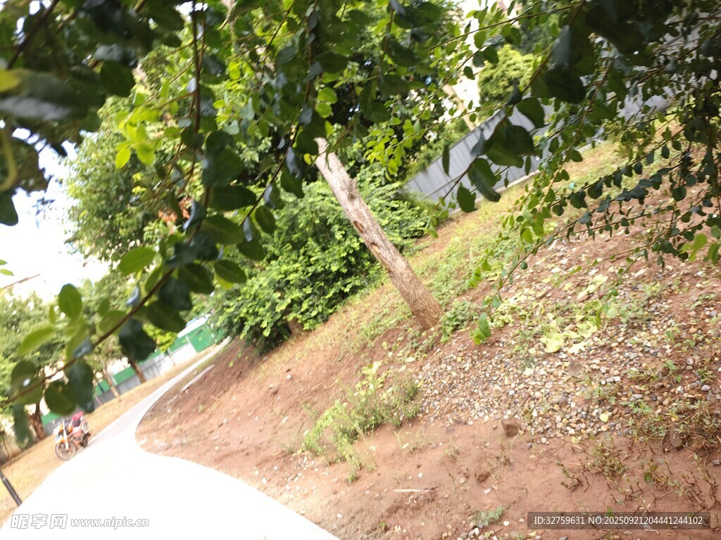 路边绿树与斜坡景致