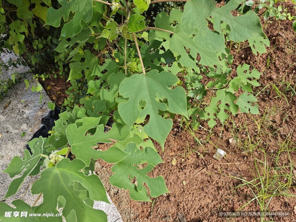 绿叶植物生长于泥土旁