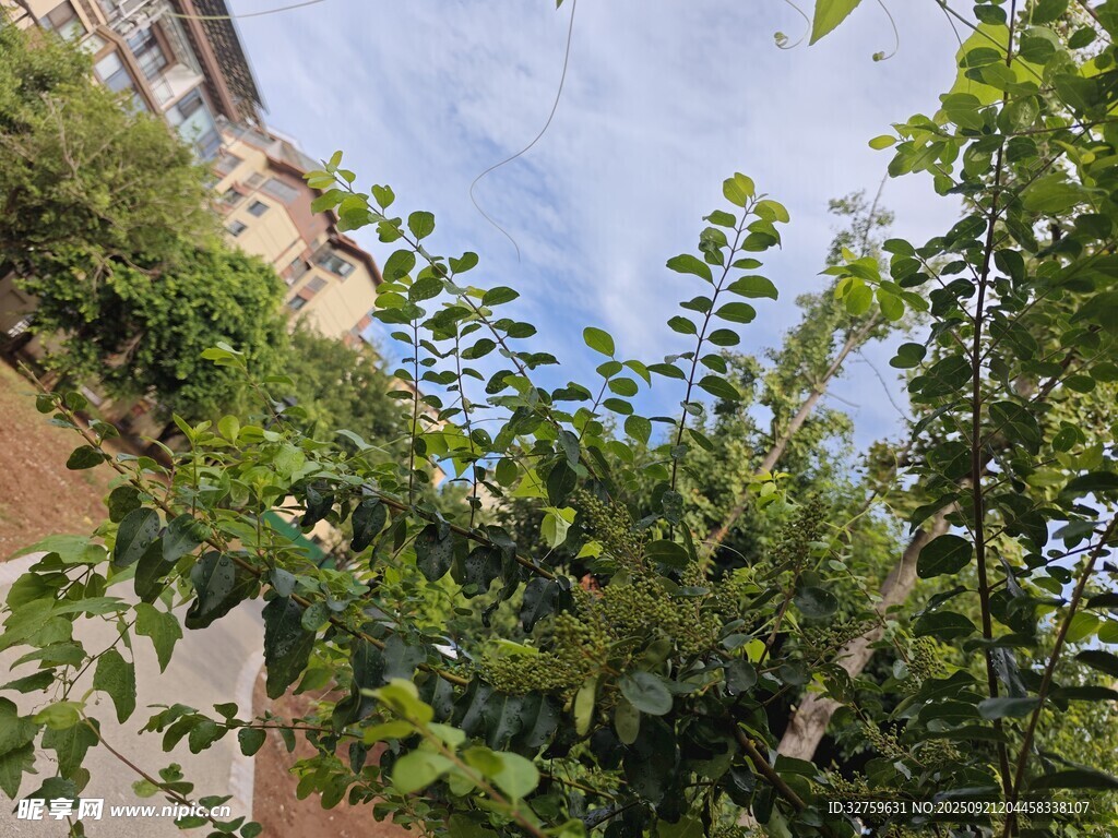 绿叶掩映下的建筑一角