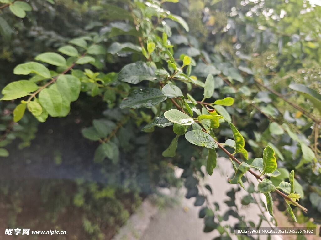 绿叶繁茂的路边植物