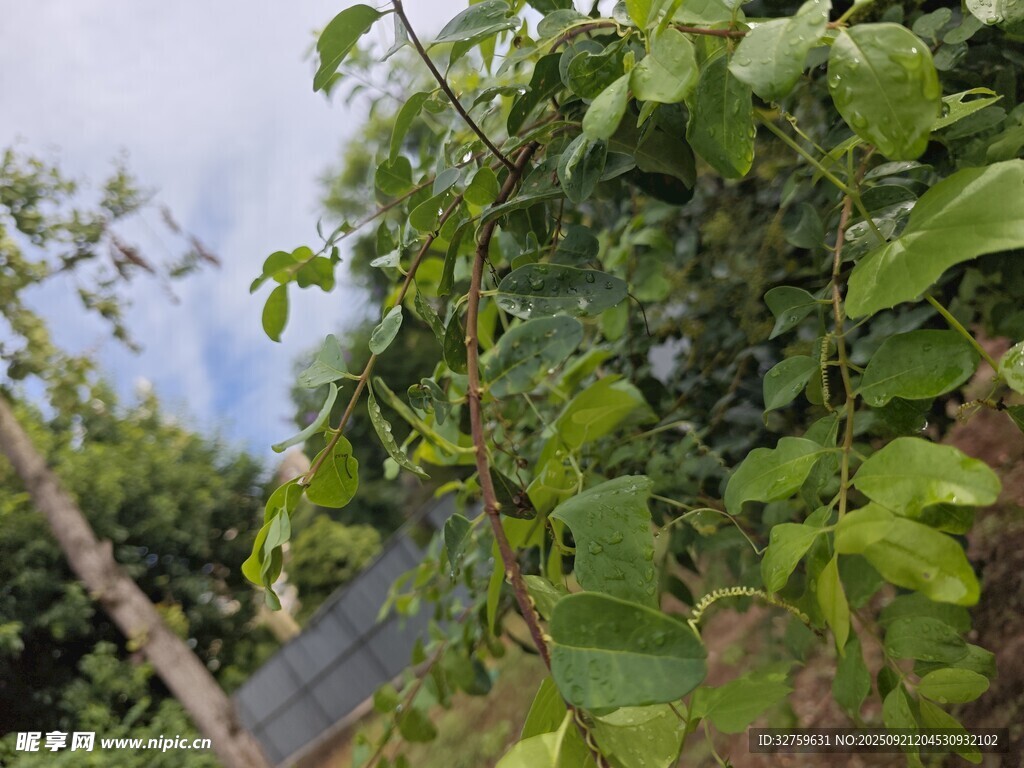 绿叶繁茂的户外植物景象