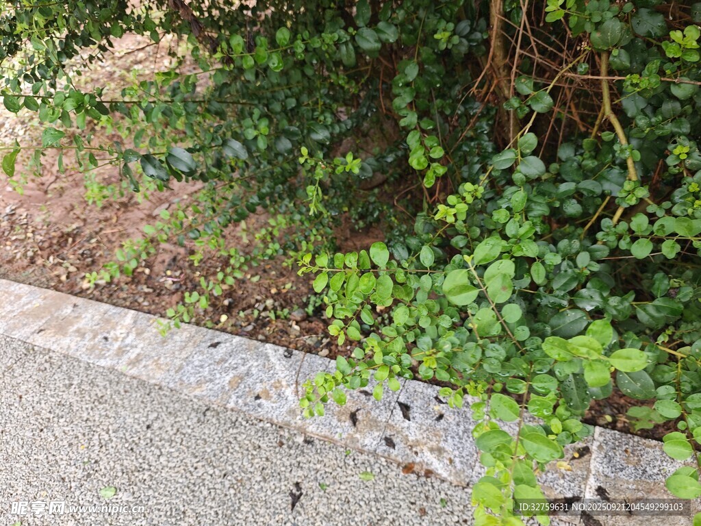 路边绿植生机盎然