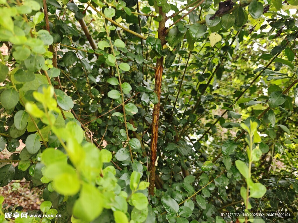 茂密绿植中的棕色树干
