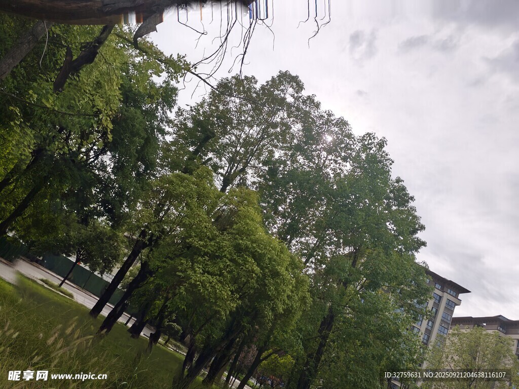 绿树成荫的户外景致