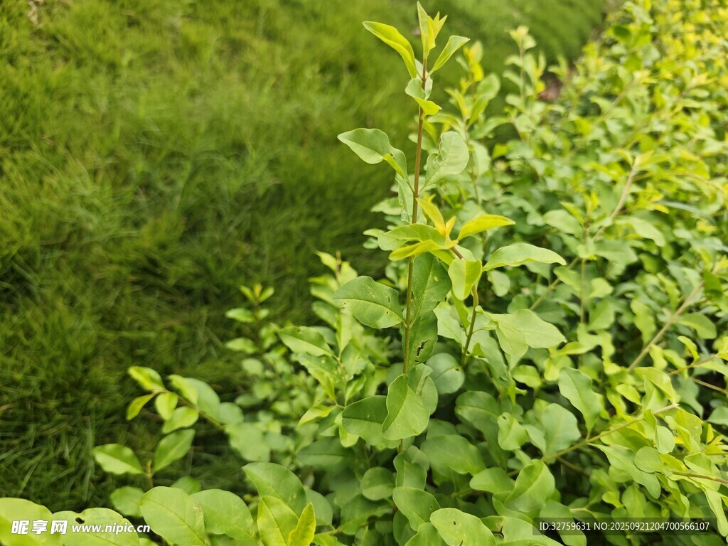 绿意盎然的茂盛植物