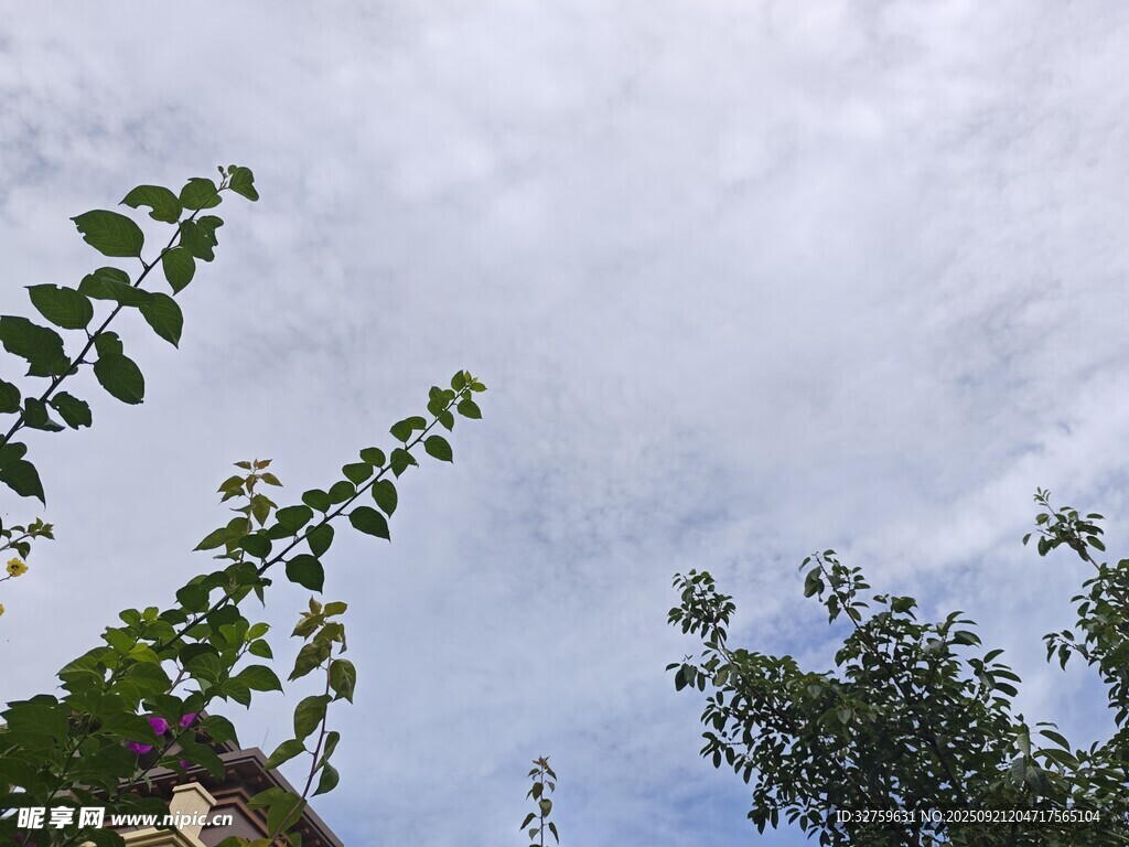 仰视天空下的繁茂枝叶