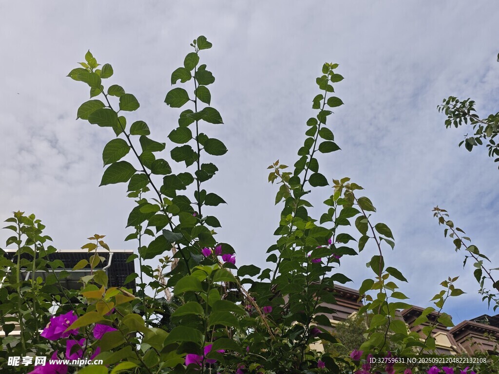 绿叶繁茂的多彩植物景观