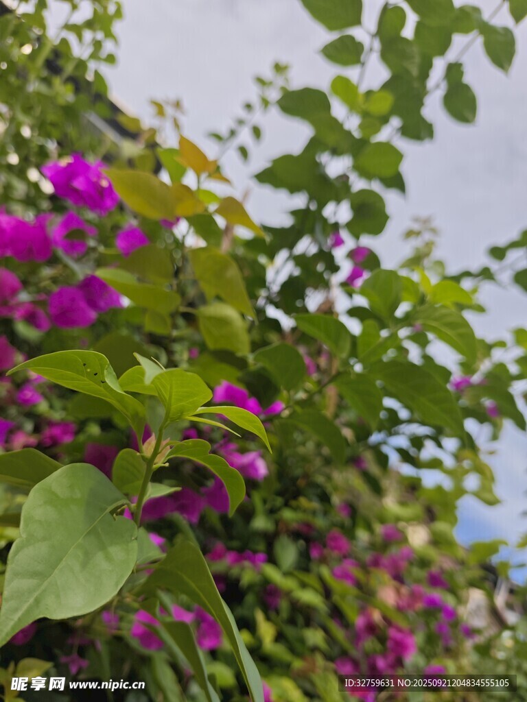 紫色繁花绿叶景观