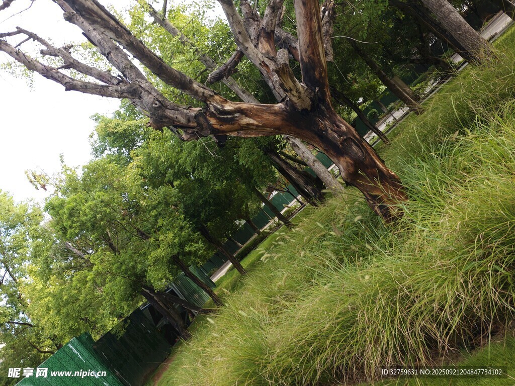 倾斜枯树旁的葱郁草地