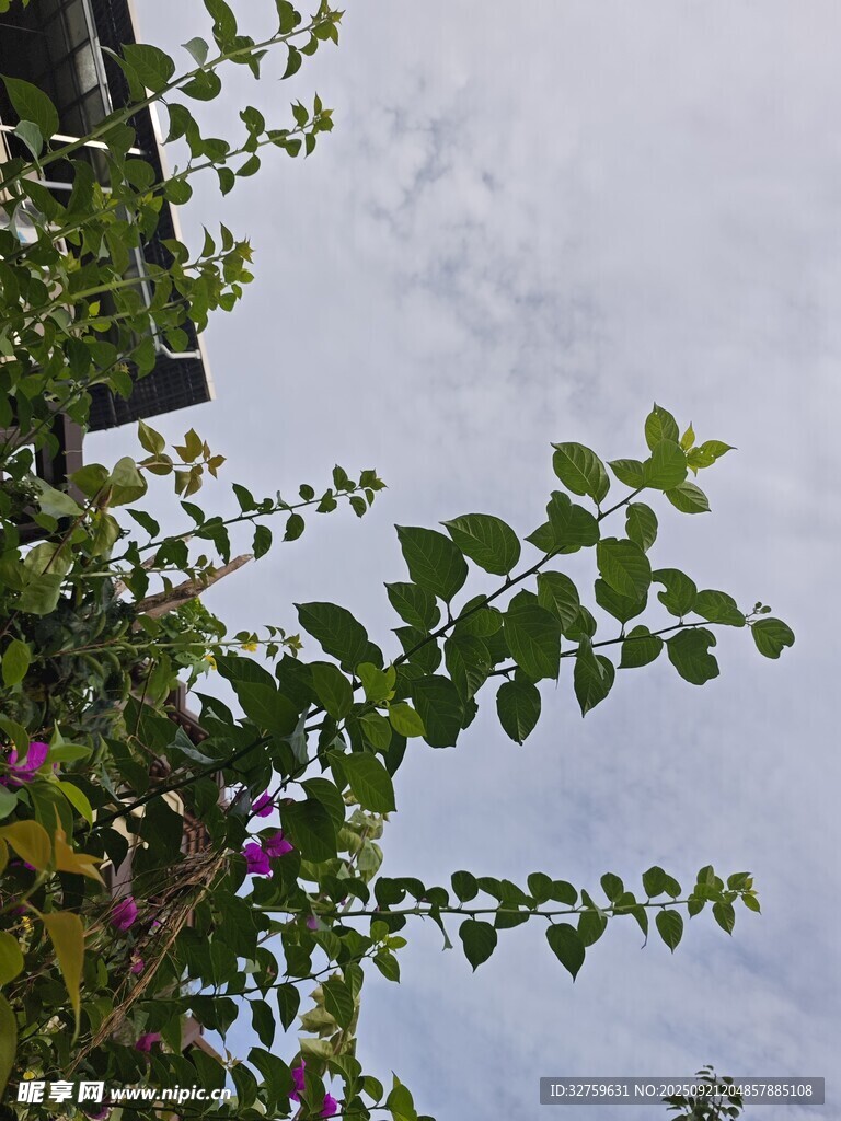 绿叶蓝天间的自然景致