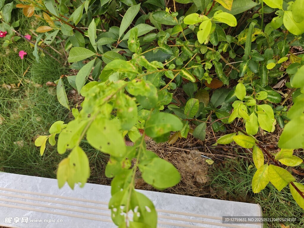 绿叶植物近景特写