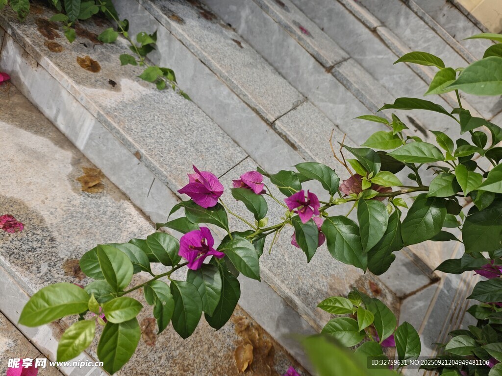 墙边绽放的娇艳紫花