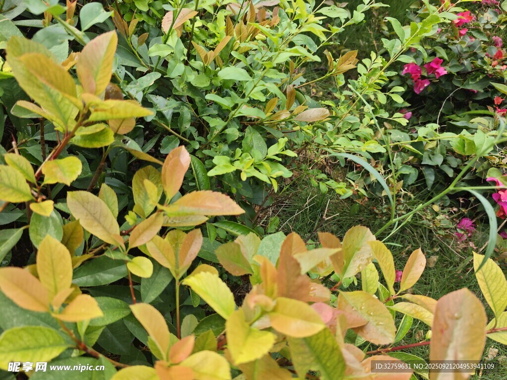 多彩斑斓的植物景观