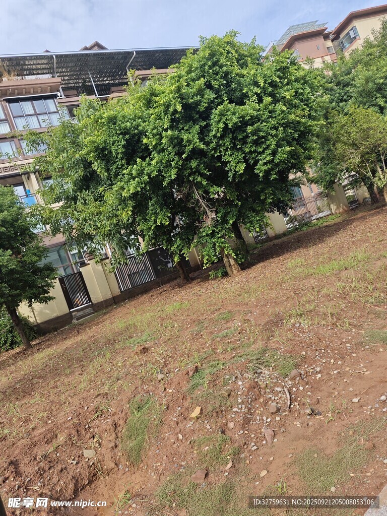 庭院绿树与开阔土地