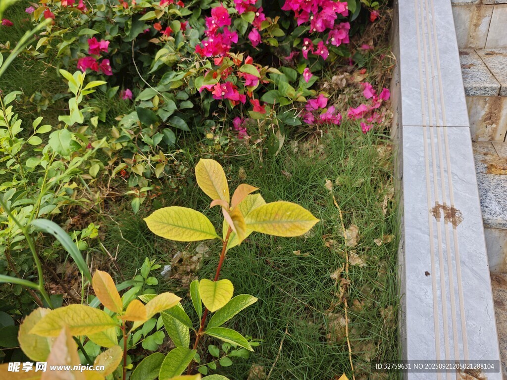 多彩绿植装点的花园一角