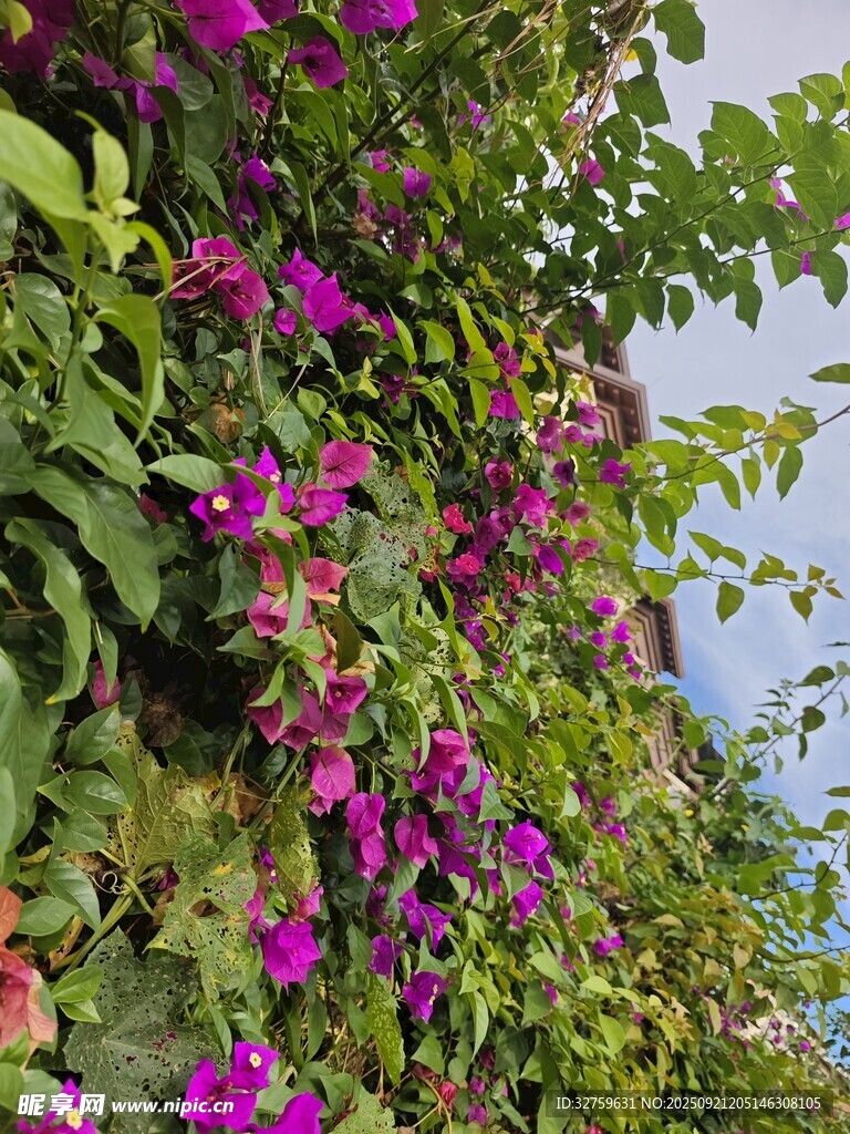 攀爬的紫花植物景观