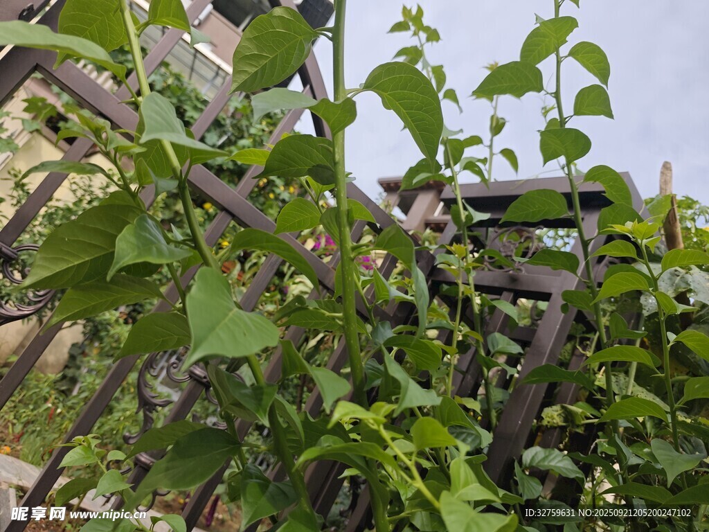 藤蔓缠绕的绿植景观